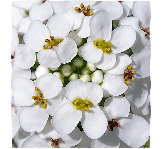 Bílý květ iberky hořké