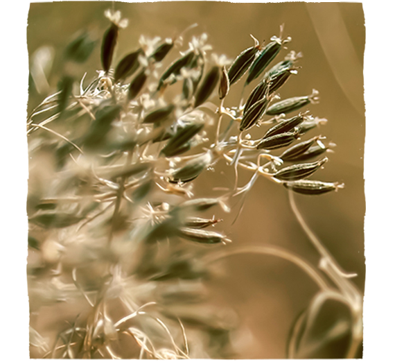 Plody kmínu kořenného