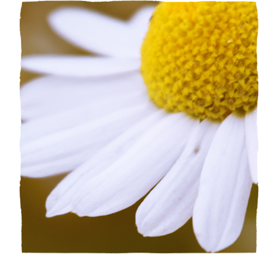 Bílé květy heřmánku