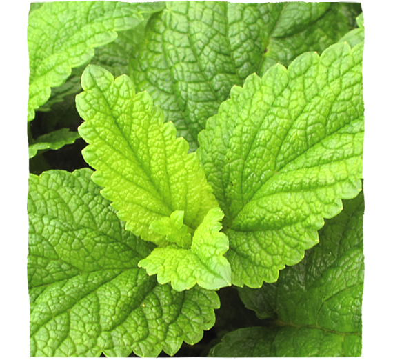 Zelené listy meduňky