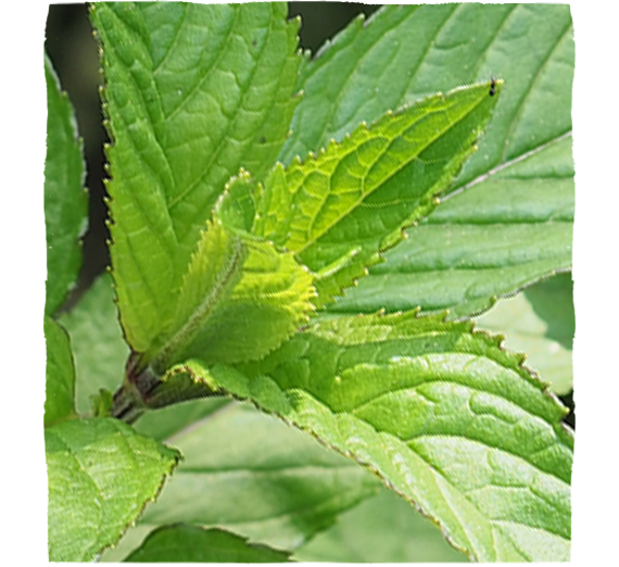 Zelené listy máty peprné