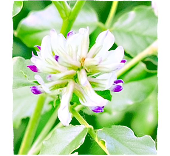 Fialové květiny a zelené listy lékořice