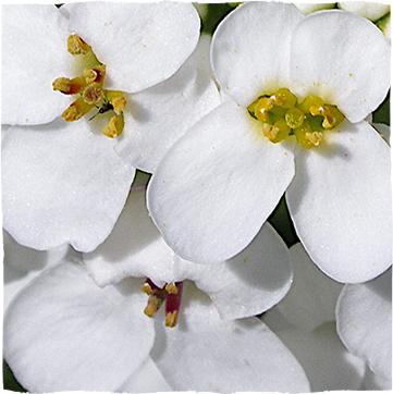 Bílé květy iberky hořké