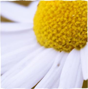 Bílý květ heřmánku