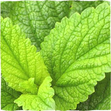 Zelené listy meduňky