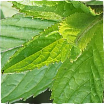 Zelené listy máty peprné