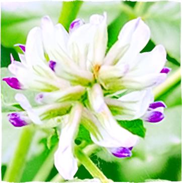 Zelené listy a drobné fialové květy lékořice