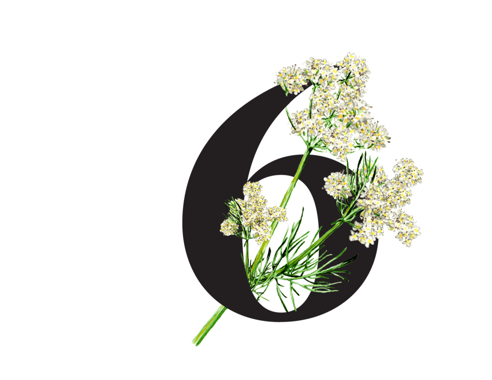 Bílý květ Kmínu, pepř s léčivým účinkem