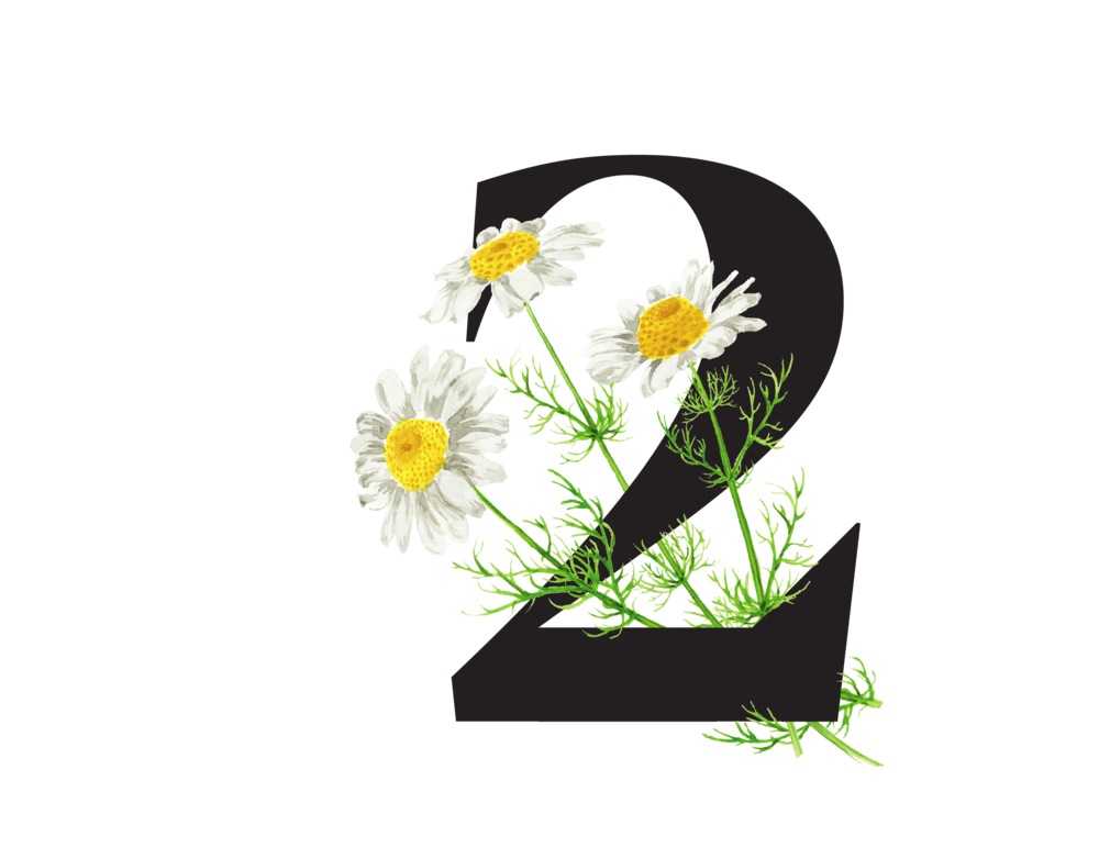 Bílé květy heřmánku, které mají protizánětlivý účinek na trávicí trakt