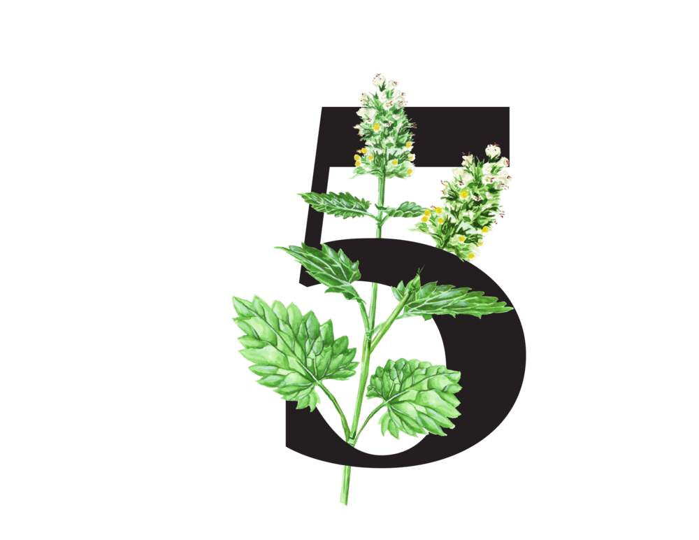 Zelené listy a bílé květy meduňky, jejichž listy jsou nedílnou součástí formulace Iberogastu