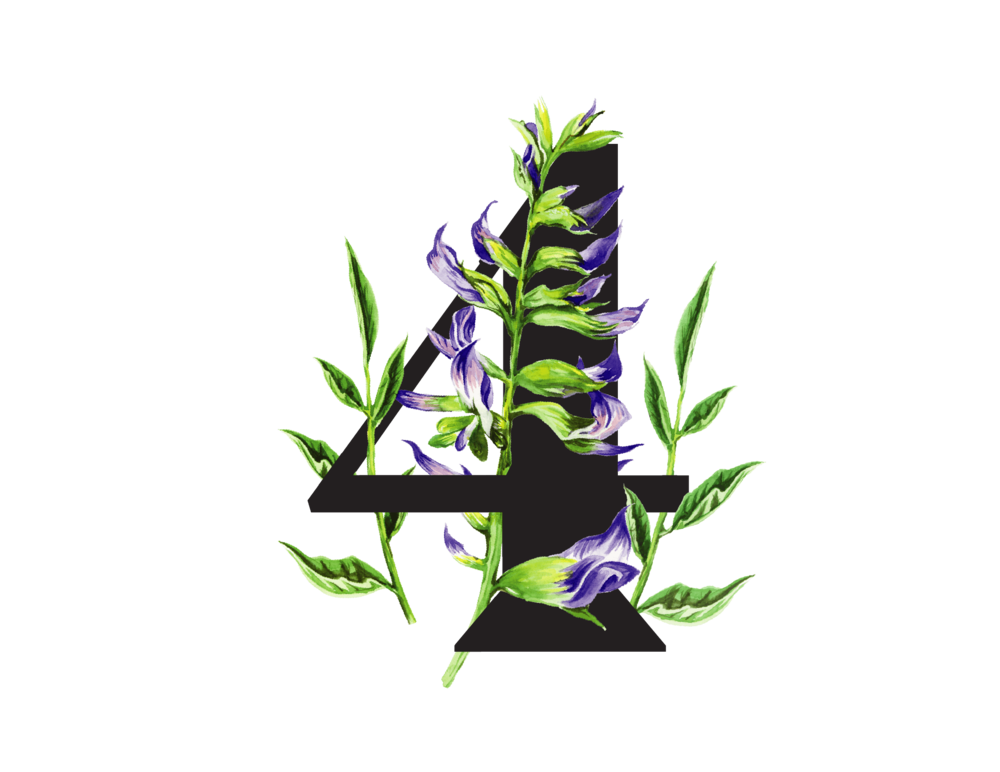 Drobné fialové květy kořene lékořice (Liquiritiae radix), které uvolňují vaše břišní svaly