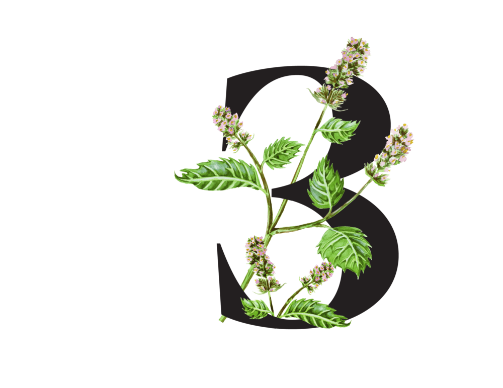 Zelené listy a fialové květy máty peprné – rostlina pro dobré trávení