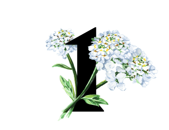 Bílé květiny Iberis amara, které mohou zmírnit vaše trávicí příznaky